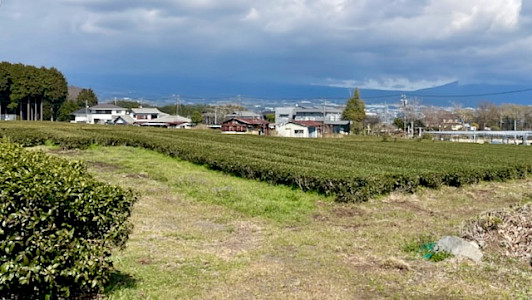 Tee-Plantage der Familie Sakurai in Sichtweite des Fuji am rechten Bildrand